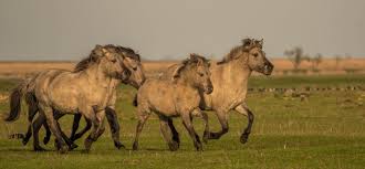 Afbeeldingsresultaat voor paarden