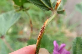 Attēlu rezultāti vaicājumam “Melampsora magnusiana”