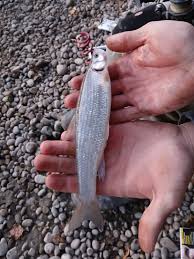 Image result for Coregonus clupeaformis