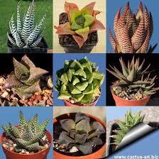 Image result for Haworthia mix