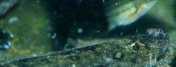 Image result for Microstomus kitt