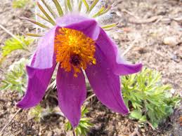 Attēlu rezultāti vaicājumam “Pulsatilla vulgaris flower”