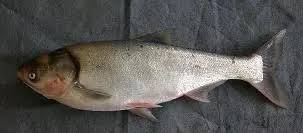 Image result for Hypophthalmichthys molitrix