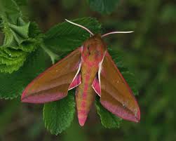 Attēlu rezultāti vaicājumam “Deilephila elpenor imago”