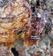 Attēlu rezultāti vaicājumam “Hylecoetus dermestoides female”