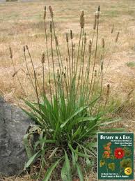 Attēlu rezultāti vaicājumam “Plantaginaceae”