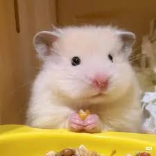 Image result for хомек