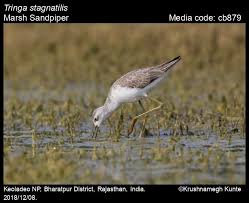 Attēlu rezultāti vaicājumam “Tringa stagnatilis”