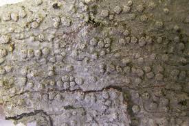 Attēlu rezultāti vaicājumam “Pertusaria leioplaca”