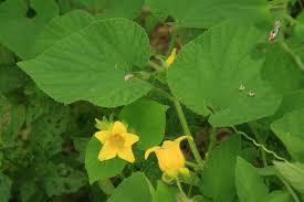 Attēlu rezultāti vaicājumam “Thladiantha dubia”