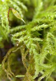 Attēlu rezultāti vaicājumam “Eurhynchium praelongum”