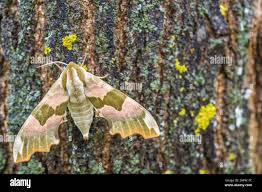 Attēlu rezultāti vaicājumam “Mimas tiliae”