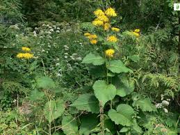 Attēlu rezultāti vaicājumam “Telekia speciosa leaf”