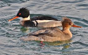 Attēlu rezultāti vaicājumam “Mergus serrator female”