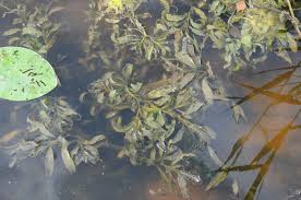 Attēlu rezultāti vaicājumam “Potamogeton lucens leaf”