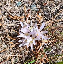Attēlu rezultāti vaicājumam “Anisantha tectorum fruit”