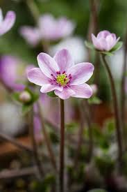 Attēlu rezultāti vaicājumam “Hepatica nobilis flower”