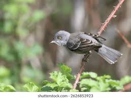 Attēlu rezultāti vaicājumam “Sylvia curruca adult”