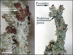 Attēlu rezultāti vaicājumam “Cladonia squamosa”