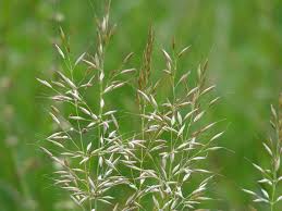 Attēlu rezultāti vaicājumam “Arrhenatherum elatius”