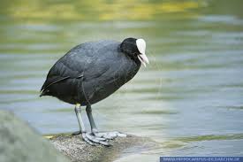 Attēlu rezultāti vaicājumam “Fulica atra adult”