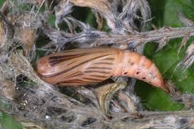 Attēlu rezultāti vaicājumam “Thalera fimbrialis”