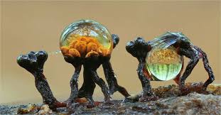 Attēlu rezultāti vaicājumam “Metatrichia floriformis macro”