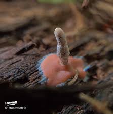 Attēlu rezultāti vaicājumam “Dictydiaethalium plumbeum young”