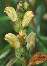 Attēlu rezultāti vaicājumam “Pedicularis sceptrum-carolinum leaf”