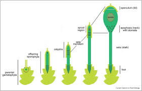 Attēlu rezultāti vaicājumam “Pleurocarpous mosses sporophyte”