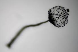 Attēlu rezultāti vaicājumam “Cribraria rufa spores”