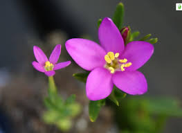 Attēlu rezultāti vaicājumam “Centaurium littorale flower”