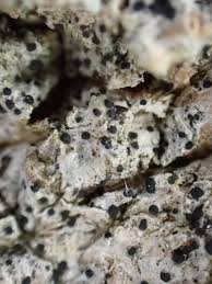 Attēlu rezultāti vaicājumam “Acrocordia gemmata”