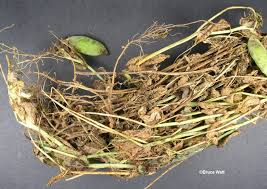 Attēlu rezultāti vaicājumam “Mycosphaerella ulmi”