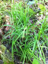 Attēlu rezultāti vaicājumam “Glyceria striata fruit”