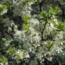Attēlu rezultāti vaicājumam “Prunus spinosa leaf”