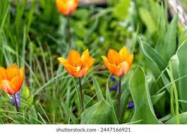 Attēlu rezultāti vaicājumam “Tulipa gesneriana”