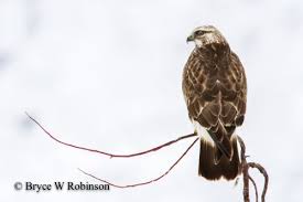 Attēlu rezultāti vaicājumam “Buteo lagopus”