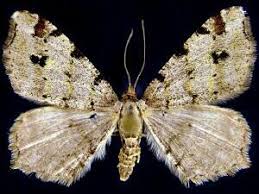 Attēlu rezultāti vaicājumam “Macaria signaria”