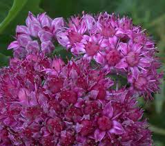 Attēlu rezultāti vaicājumam “Hylotelephium telephium”