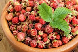 Attēlu rezultāti vaicājumam “Fragaria viridis leaf”