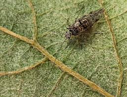 Attēlu rezultāti vaicājumam “Psococerastis gibbosa”