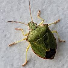 Attēlu rezultāti vaicājumam “Palomena prasina imago”