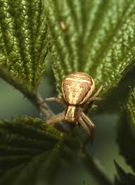 Attēlu rezultāti vaicājumam “Xysticus bifasciatus”