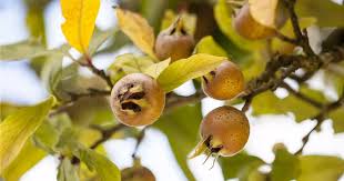 Attēlu rezultāti vaicājumam “Mespilus germanica”