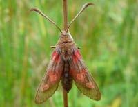 Attēlu rezultāti vaicājumam “Zygaena lonicerae”