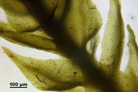 Attēlu rezultāti vaicājumam “Leskea polycarpa”