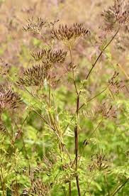Image result for Chaerophyllum aureum