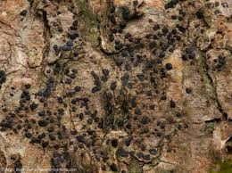 Attēlu rezultāti vaicājumam “Arthonia spadicea”