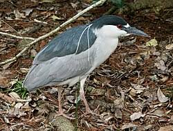 Image result for Nycticorax nycticorax